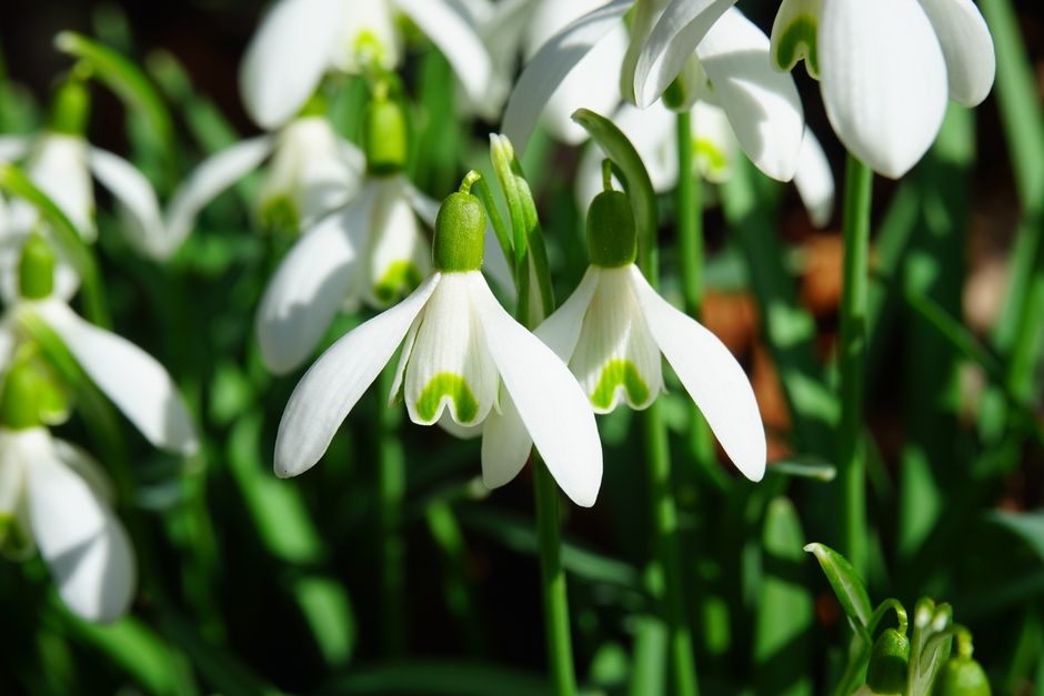 Macro shot of blooming snowdrops showcasing their delicate white petals in a spring garden.