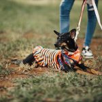 Jogging Dog Leashes: What Serious Runners Need to Know Jogging Dog Leashes: What Serious Runners Need to Know