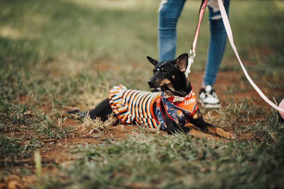 Jogging Dog Leashes: What Serious Runners Need to Know Jogging Dog Leashes: What Serious Runners Need to Know