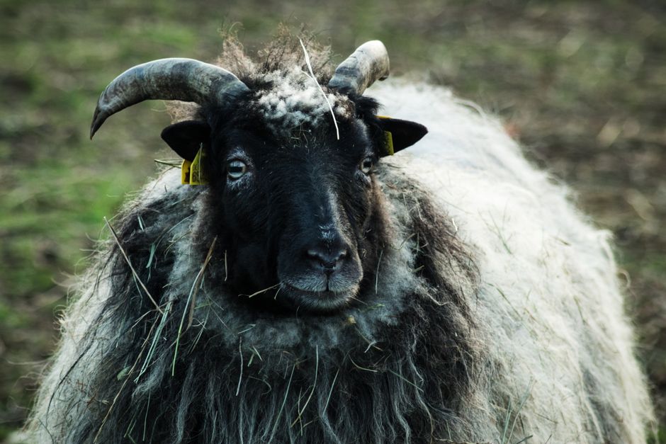 Close-up of a blackface sheep with curved horns standing in a grassy field.