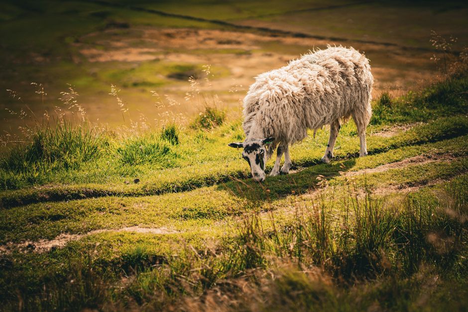 A sheep grazes peacefully in a lush meadow, showcasing idyllic rural life and natural beauty.