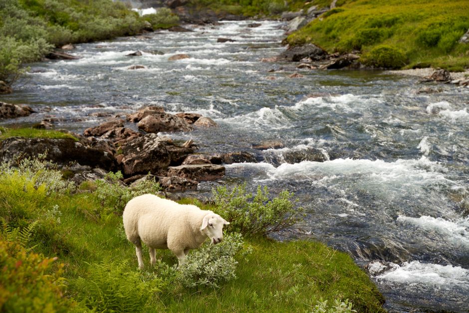 A peaceful scene of a sheep grazing near a flowing river in Myrkdalen, Norway.