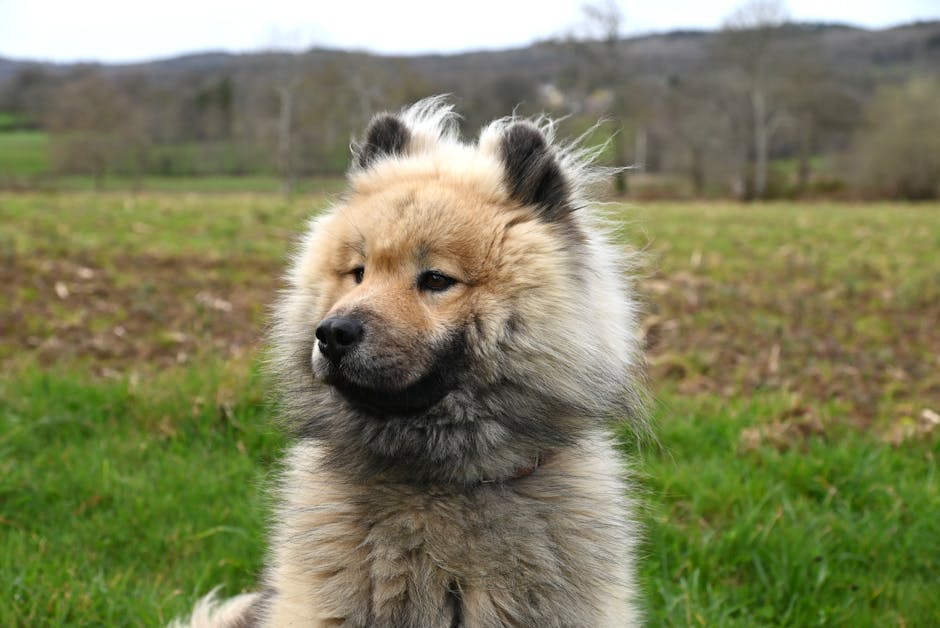 Close-up of a fluffy Eurasier dog outdoors in a scenic field.