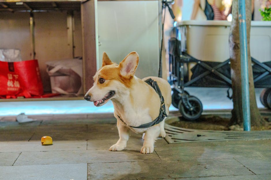 Playful corgi dog on a city street, exploring an urban setting with shopping bags.