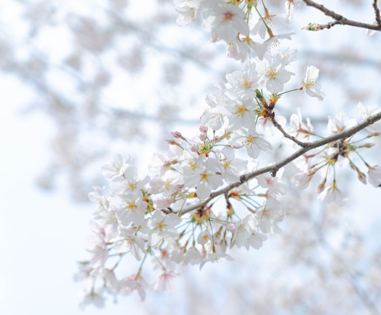 Close-up of delicate white cherry blossoms in full bloom with a soft, blurred background.